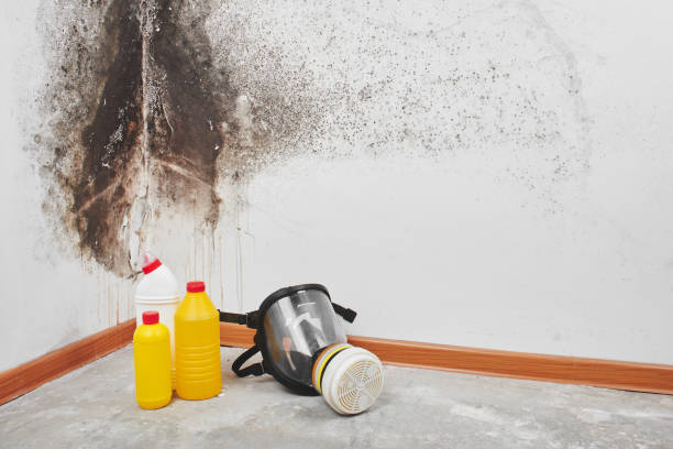 Best Emergency Mold Removal  in Woodstock, AL