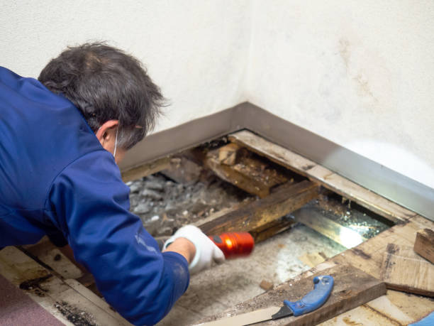 Best Attic Mold Removal  in Woodstock, AL