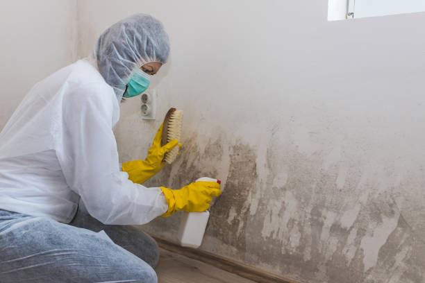 Best Mold Removal Process  in Woodstock, AL