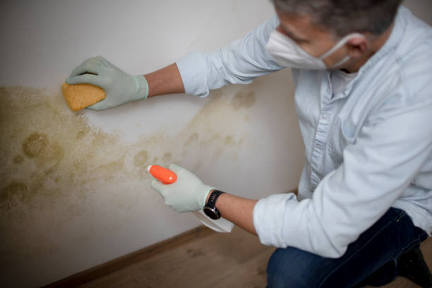 Professional Mold Removal in Woodstock, AL