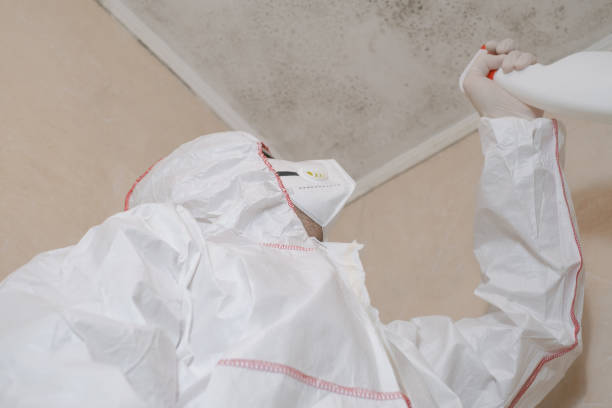 Best Mold Damage Repair  in Woodstock, AL