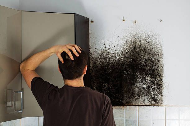 Best Black Mold Removal  in Woodstock, AL
