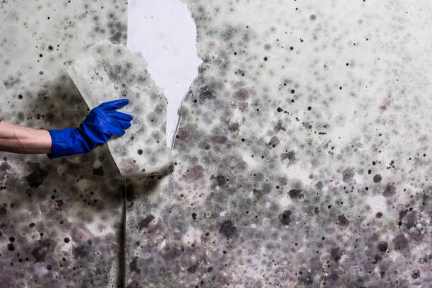 Best Same-Day Mold Removal  in Woodstock, AL