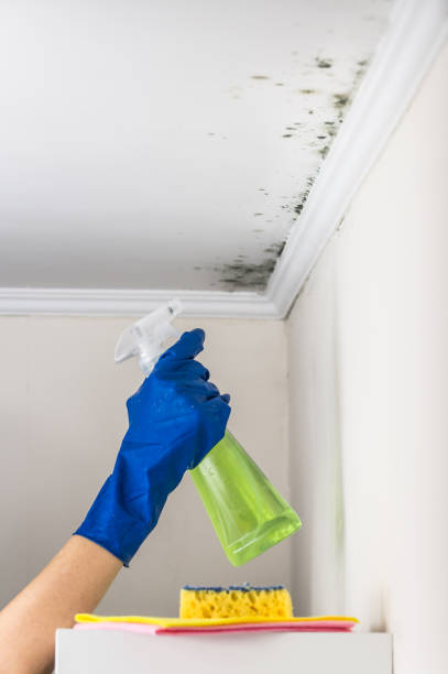 Best Office Mold Removal Services  in Woodstock, AL